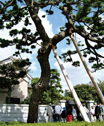 支柱を設置した樹齢３００年の松を観察