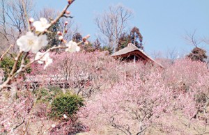 10-02-20梅まつり