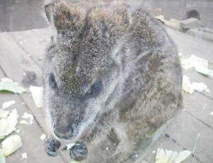 10-04-20生物園パルマワラビー
