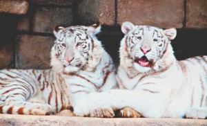 10-20ホワイトタイガー