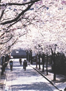 11-03-05六町-さくら並木