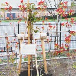11-05-05新田・公園