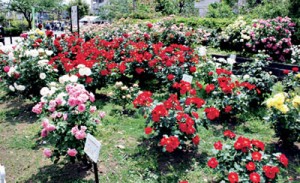 11-06-05青井のバラ2