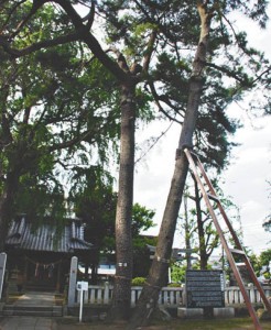 11-09-05神社-保存樹