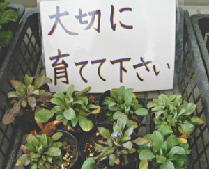 13-04-05わすれな草2