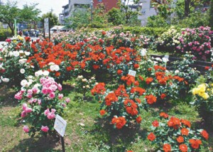 13-05-05ばらまつり