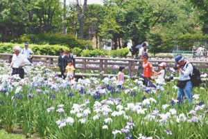 14-06-05散歩マップ・菖蒲1