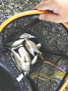14-08-01釣り2・釣果5