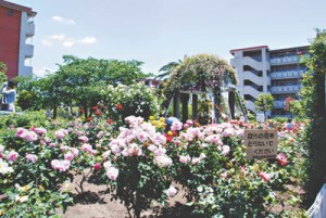 15-05-01バラ公園88