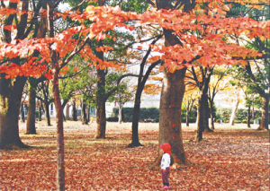 16-11-05あだち散策(1)