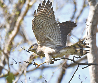 足立朝日» Blog Archive » 野鳥の季節 今年もツミがやって来た